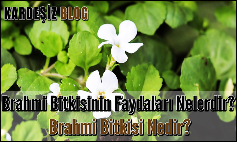 Brahmi Bitkisinin Faydaları Nelerdir