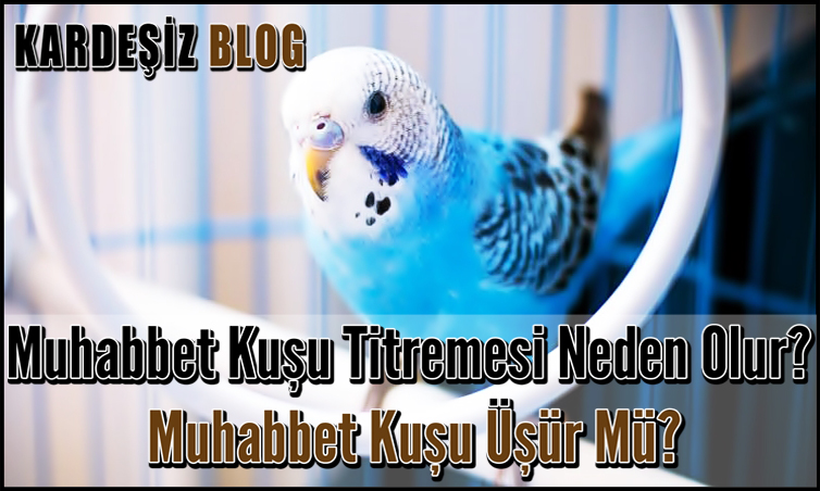 Muhabbet Kuşu Titremesi Neden Olur