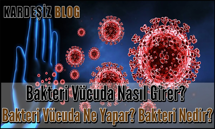 Bakteri Vücuda Nasıl Girer