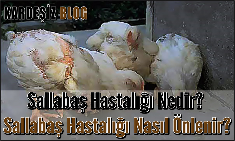 Sallabaş Hastalığı Nedir