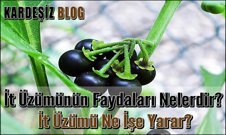 it üzümünün Faydaları Nelerdir