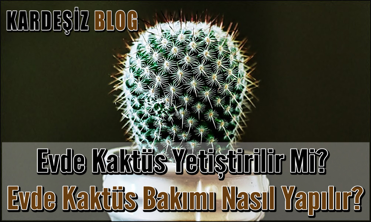 Evde Kaktüs Yetiştirilir Mi