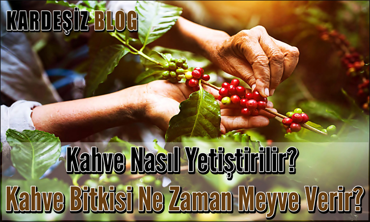 Kahve Nasıl Yetiştirilir