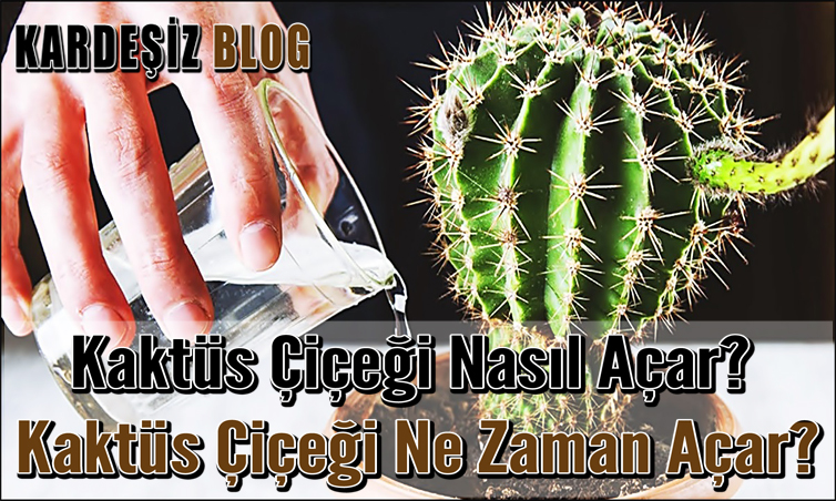 Kaktüs Çiçeği Nasıl Açar