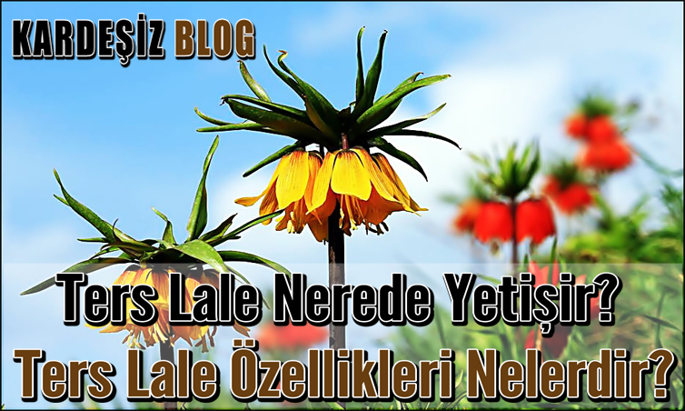 Ters Lale Nerede Yetişir