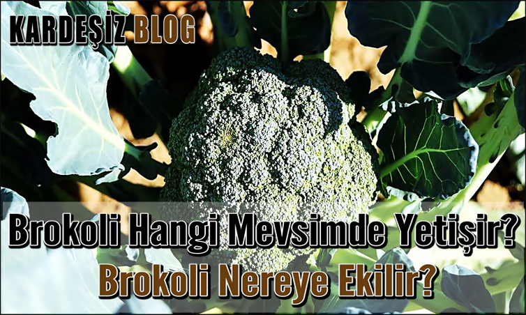 Brokoli Hangi Mevsimde Yetişir