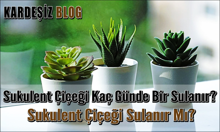 Sukulent çiçeği Kaç Günde Bir Sulanır