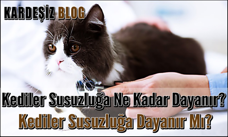 Kediler Susuzluğa Ne Kadar Dayanır