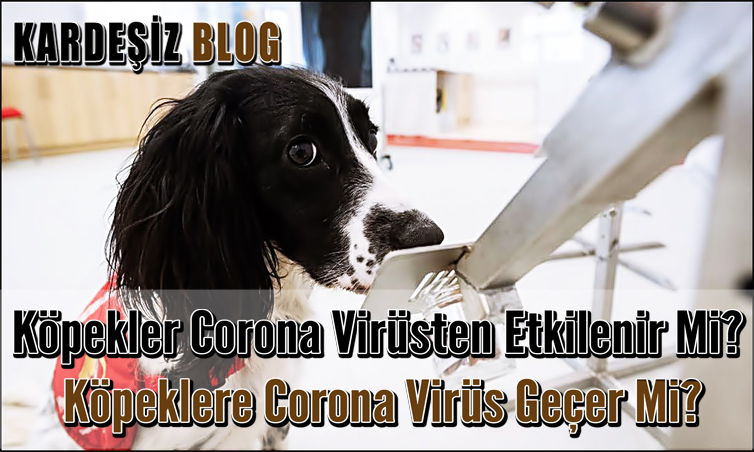 Köpekler Corona Virüsten Etkilenir Mi