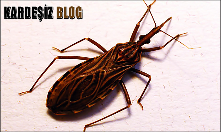 Chagas Hastalığı Komplikasyonları Nelerdir