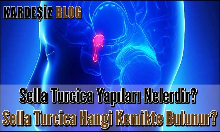 Sella Turcica Yapıları Nelerdir