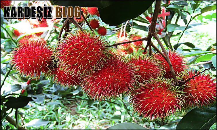 Rambutan Meyvesinin Tadı Nasıl