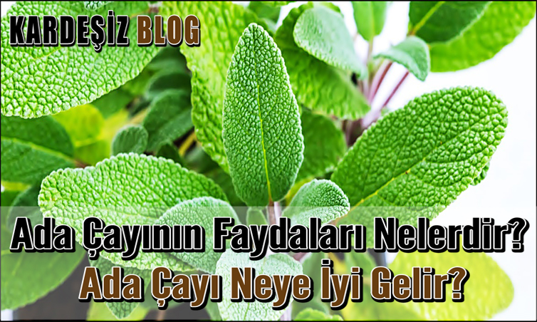 Ada Çayının Faydaları Nelerdir