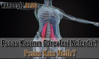 Psoas Kasının Görevleri Nelerdir