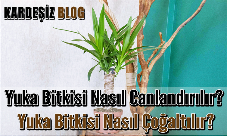 Yuka Bitkisi Nasıl Canlandırılır